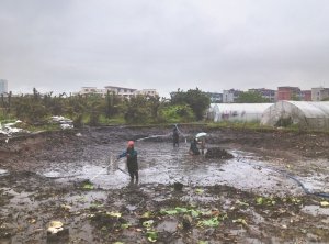 新丰河道鱼塘清淤